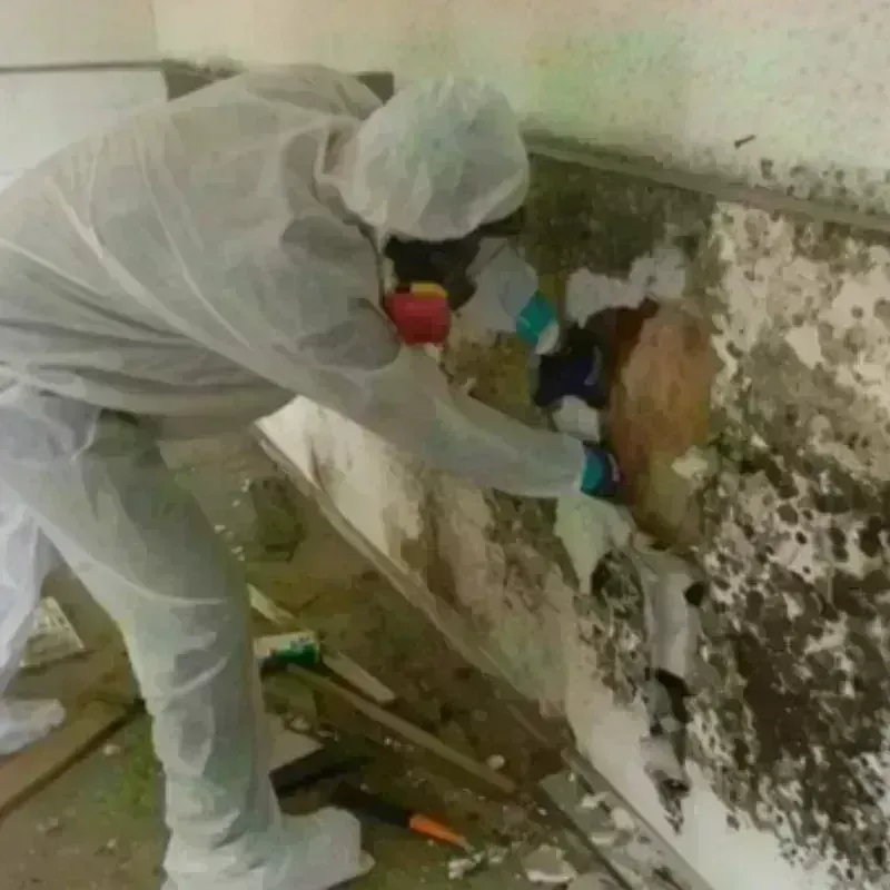 Mold Remediation and Removal in Murphys, CA